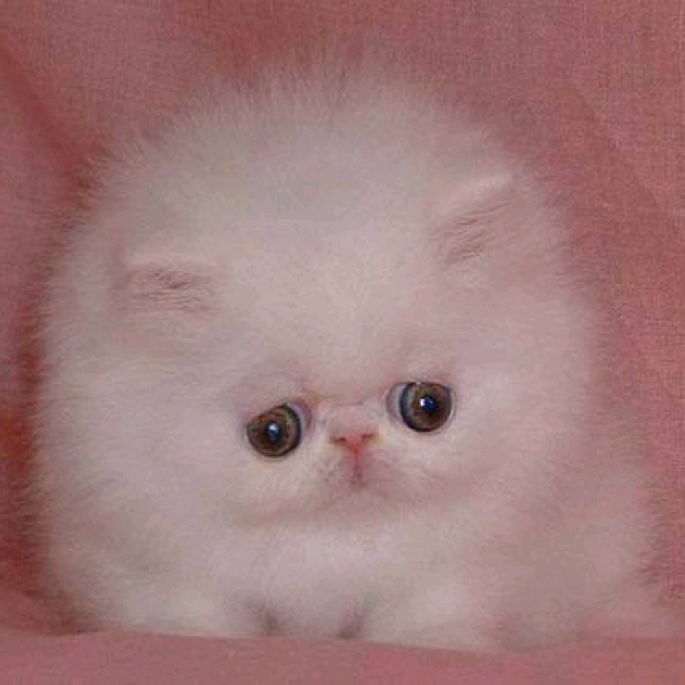 Meet your Posher, Tinis